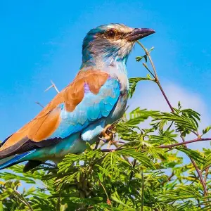 Explore Private Best Angola Family Tour with Waterfalls & Wild Animals for 9 days with Agate Travel and discover unforgettable experiences - Photo 6