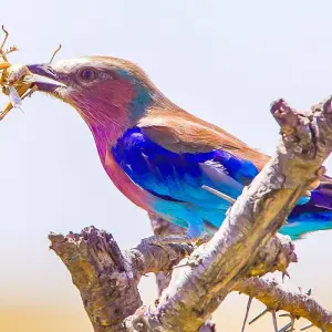 Explore Tailor-Made Private Angola Tour to Luanda & Kalandula Falls, Daily Start for 6 days with Agate Travel and discover unforgettable experiences - Photo 8