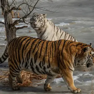 Explore Mystical Sunderban Exploration for 3 days with Agora Voyages OPC Pvt Ltd and discover unforgettable experiences - Photo 3