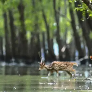Explore Mystical Sunderban Exploration for 3 days with Agora Voyages OPC Pvt Ltd and discover unforgettable experiences - Photo 4