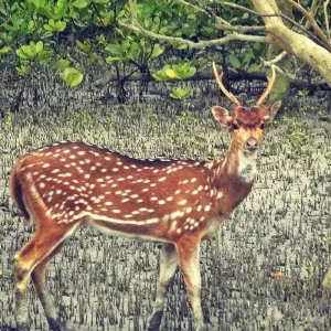 Explore Mystical Sunderban Exploration for 3 days with Agora Voyages OPC Pvt Ltd and discover unforgettable experiences - Photo 5