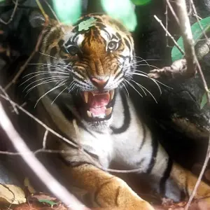 Explore Mystical Sunderban Exploration for 3 days with Agora Voyages OPC Pvt Ltd and discover unforgettable experiences - Photo 7