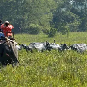 Explore Riverside Reverie: Guwahati, Kaziranga & Majuli Expedition for 5 days with Agora Voyages OPC Pvt Ltd and discover unforgettable experiences - Photo 2