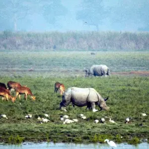 Explore Riverside Reverie: Guwahati, Kaziranga & Majuli Expedition for 5 days with Agora Voyages OPC Pvt Ltd and discover unforgettable experiences - Photo 4