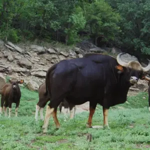 Explore Tiger, Temple & Ancient Caves Expedition for 8 days with Agora Voyages OPC Pvt Ltd and discover unforgettable experiences - Photo 5