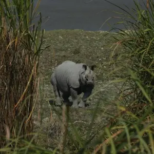 Explore Riverside Reverie: Guwahati, Kaziranga & Majuli Expedition for 5 days with Agora Voyages OPC Pvt Ltd and discover unforgettable experiences - Photo 8