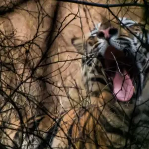 Explore Incredible Wildlife Safari in Bandhavgarh, Kanha & Pench National Parks for 7 days with Agora Voyages OPC Pvt Ltd and discover unforgettable experiences - Photo 2