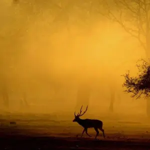 Explore Incredible Wildlife Safari in Bandhavgarh, Kanha & Pench National Parks for 7 days with Agora Voyages OPC Pvt Ltd and discover unforgettable experiences - Photo 10