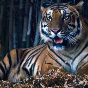 Explore Incredible Wildlife Safari in the Heart of Central India for 14 days with Agora Voyages OPC Pvt Ltd and discover unforgettable experiences - Photo 11