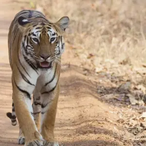 Explore Incredible Wildlife Safari & Sightseeing Tour for 21 days with Agora Voyages OPC Pvt Ltd and discover unforgettable experiences - Photo 11