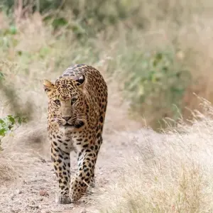 Explore Golden Triangle Safari: A Journey from Jaipur to Ranthambore, Agra & Delhi for 7 days with Agora Voyages OPC Pvt Ltd and discover unforgettable experiences - Photo 11