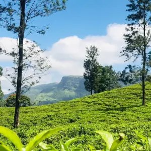Explore Sri Lanka Nature Odyssey: 14 Days of Wildlife, Safaris, Trekking, and Heritage for 14 days with Airlines Crew Tours and discover unforgettable experiences - Photo 2