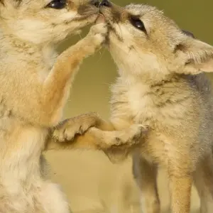 Explore Mumbai to Ahmedabad Cultural Craft Expedition for 20 days with Agora Voyages OPC Pvt Ltd and discover unforgettable experiences - Photo 9