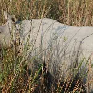 Explore Rhinos & Riverbanks Expedition: Dibrugarh to Guwahati for 7 days with Agora Voyages OPC Pvt Ltd and discover unforgettable experiences - Photo 2