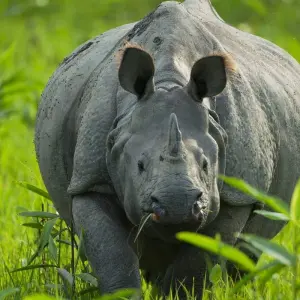 Explore Rhinos & Riverbanks Expedition: Dibrugarh to Guwahati for 7 days with Agora Voyages OPC Pvt Ltd and discover unforgettable experiences - Photo 5