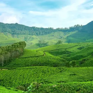 Explore Majestic Munnar Getaway from Madurai for 3 days with Agora Voyages OPC Pvt Ltd and discover unforgettable experiences - Photo 5