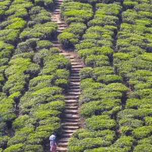 Explore Serene Nilgiris: Ooty and Coonoor Discovery Tour for 3 days with Agora Voyages OPC Pvt Ltd and discover unforgettable experiences - Photo 5