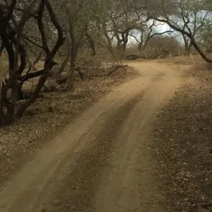 Explore Rajkot to Gir National Park Wildlife Expedition for 3 days with Agora Voyages OPC Pvt Ltd and discover unforgettable experiences - Photo 2