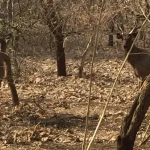 Explore Rajkot to Gir National Park Wildlife Expedition for 3 days with Agora Voyages OPC Pvt Ltd and discover unforgettable experiences - Photo 3