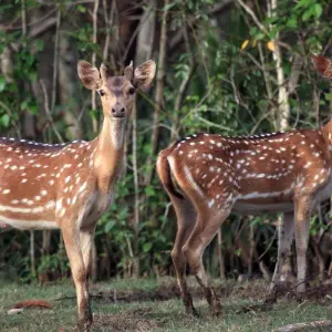 Explore Wild Odisha Safari: Exploring Bhitarkanika & Similipal from Bhubaneshwar for 4 days with Agora Voyages OPC Pvt Ltd and discover unforgettable experiences - Photo 3