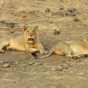 Explore Rajkot to Gir National Park Wildlife Expedition for 3 days with Agora Voyages OPC Pvt Ltd and discover unforgettable experiences - Photo 4