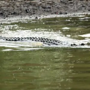 Explore Wild Odisha Safari: Exploring Bhitarkanika & Similipal from Bhubaneshwar for 4 days with Agora Voyages OPC Pvt Ltd and discover unforgettable experiences - Photo 4