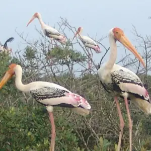 Explore Wild Odisha Safari: Exploring Bhitarkanika & Similipal from Bhubaneshwar for 4 days with Agora Voyages OPC Pvt Ltd and discover unforgettable experiences - Photo 5