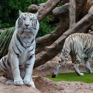 Explore Amazing Tiger Watching with Golden Triangle Tour for 5 days with Agra Travels Service & Tours and discover unforgettable experiences - Photo 3