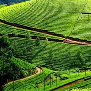 Explore Romantic Beaches and Backwaters 10 Days  Tour of Kerela for 10 days with Agra Travels Service & Tours and discover unforgettable experiences - Photo 5