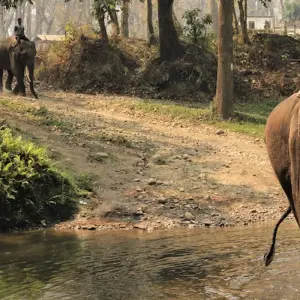 Explore Famous 14 Days India Nepal Wildlife Tour with Taj Mahal for 14 days with Agra Travels Service & Tours and discover unforgettable experiences - Photo 9