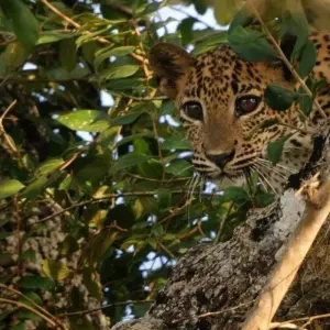 Explore Professional Birding Tour for 9 days with Aitken Spence Travel and discover unforgettable experiences - Photo 3