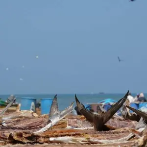 Explore City Break, Escape to Negombo for 4 days with Aitken Spence Travel and discover unforgettable experiences - Photo 2