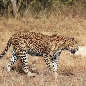 Explore Connected to the Wild, Private Tour for 11 days with Aitken Spence Travel and discover unforgettable experiences - Photo 3