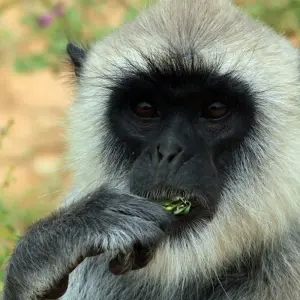 Explore Connected to the Wild, Private Tour for 11 days with Aitken Spence Travel and discover unforgettable experiences - Photo 4