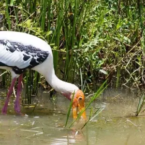 Explore Professional Birding Tour for 9 days with Aitken Spence Travel and discover unforgettable experiences - Photo 8