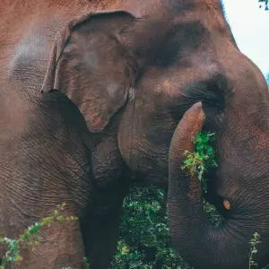 Explore Sacred Sri Lanka for 5 days with Aitken Spence Travel and discover unforgettable experiences - Photo 2