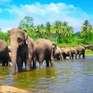 Explore Sri Lanka in a Nutshell for 6 days with Aitken Spence Travel and discover unforgettable experiences - Photo 8