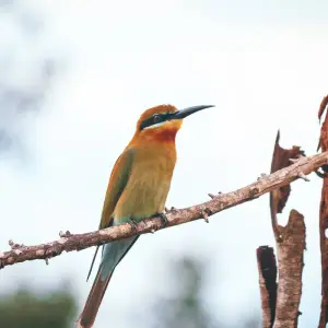 Explore Exclusive Tea Tour, Private Tour for 10 days with Aitken Spence Travel and discover unforgettable experiences - Photo 3