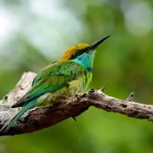 Explore The Vivid Green of Sri Lanka for 4 days with Aitken Spence Travel and discover unforgettable experiences - Photo 3