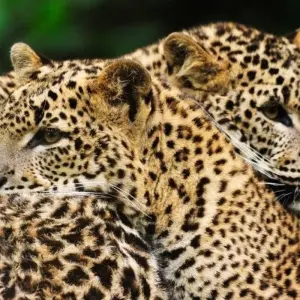 Explore The Local Way - Sri Lanka for 7 days with Aitken Spence Travel and discover unforgettable experiences - Photo 3