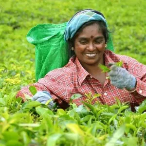 Explore All in One Sri Lanka for 10 days with Aitken Spence Travel and discover unforgettable experiences - Photo 10