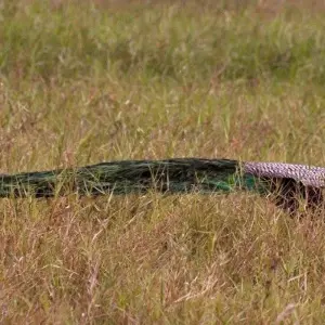 Explore Leopards and Endemic Birds of Sri Lanka for 8 days with Aitken Spence Travel and discover unforgettable experiences - Photo 7