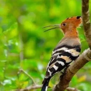 Explore Vivacious Sri Lanka for 8 days with Aitken Spence Travel and discover unforgettable experiences - Photo 9