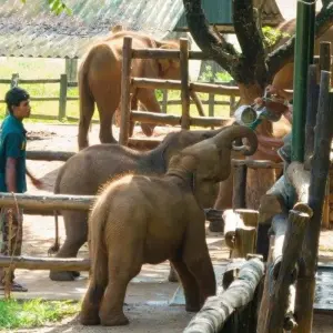 Explore Leopards and Endemic Birds of Sri Lanka for 8 days with Aitken Spence Travel and discover unforgettable experiences - Photo 10