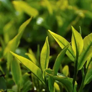 Explore A Glimpse of Culture for 3 days with Aitken Spence Travel and discover unforgettable experiences - Photo 9