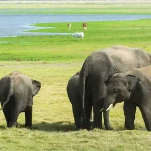 Explore The Local Way - Sri Lanka for 7 days with Aitken Spence Travel and discover unforgettable experiences - Photo 11