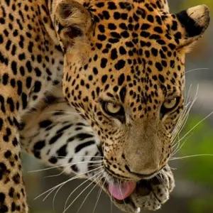 Explore Exclusive Tea Tour, Private Tour for 10 days with Aitken Spence Travel and discover unforgettable experiences - Photo 10