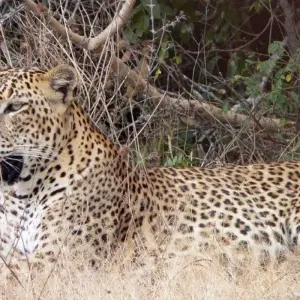 Explore Leopards and Endemic Birds of Sri Lanka for 8 days with Aitken Spence Travel and discover unforgettable experiences - Photo 11