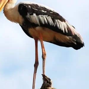 Explore Vivacious Sri Lanka for 8 days with Aitken Spence Travel and discover unforgettable experiences - Photo 11