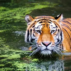 Explore Roar and Reverie: Corbett Tiger Reserve Escapade from Delhi for 3 days with Agora Voyages OPC Pvt Ltd and discover unforgettable experiences - Photo 2